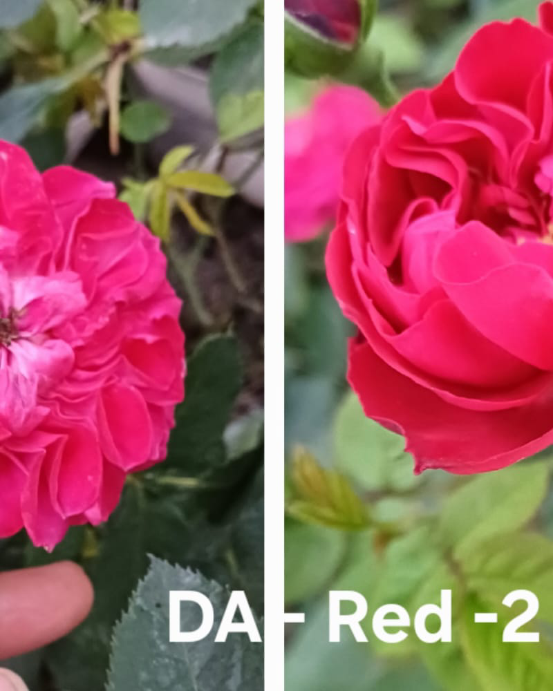 DA-Red-2