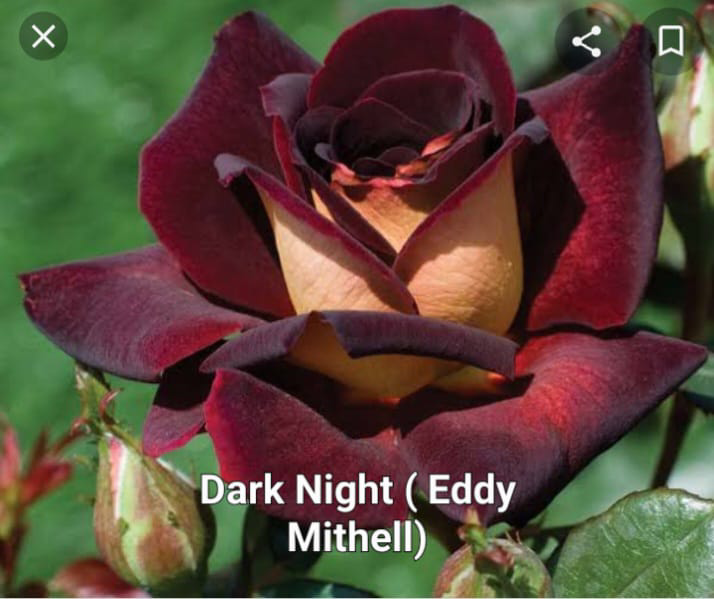 Dark Night