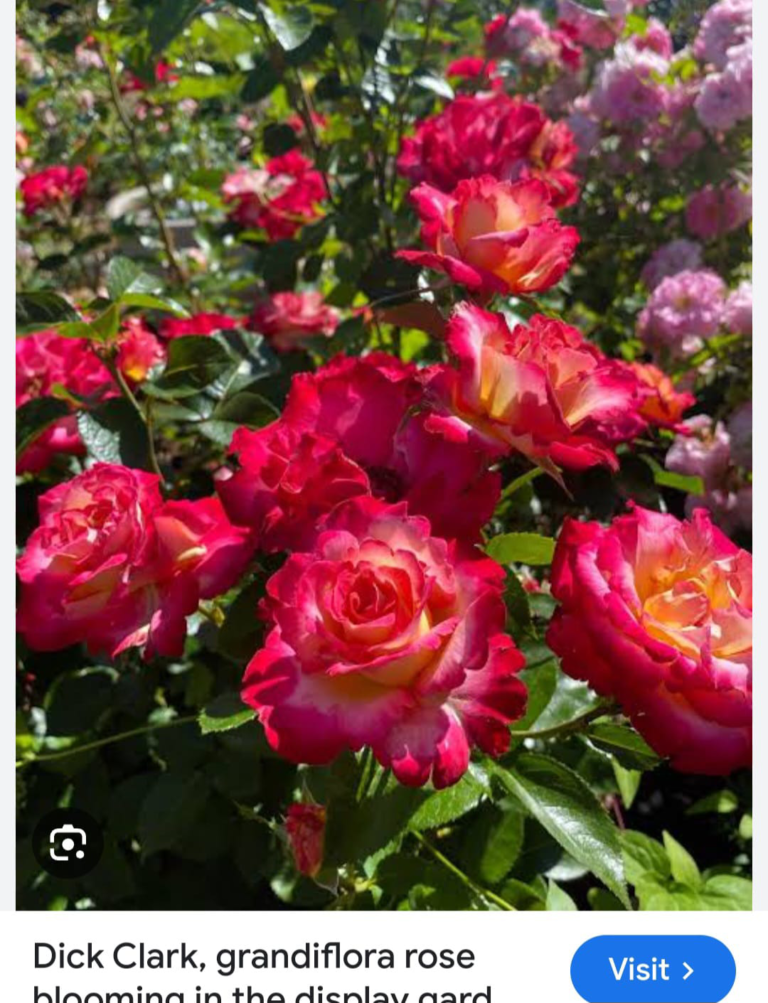 Dick Clark-Grandiflora Rosa – Maa Horticulture