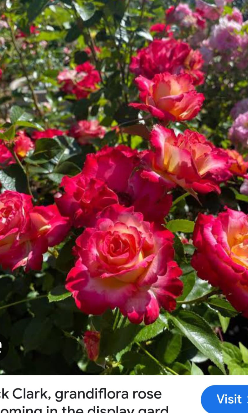 Dick Clark-Grandiflora Rosa