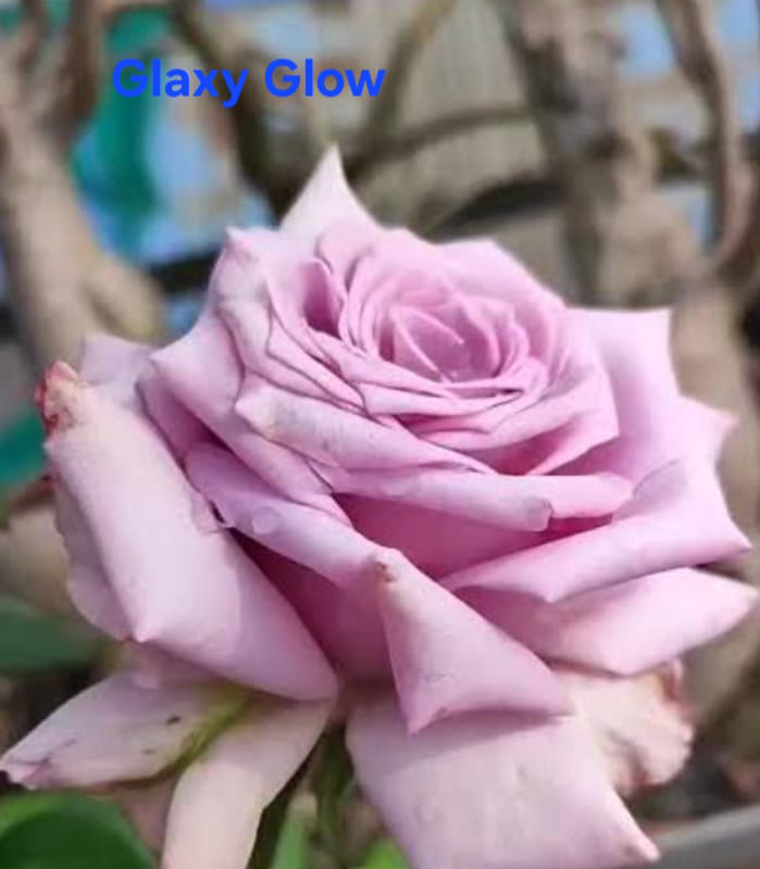Galaxy Glow