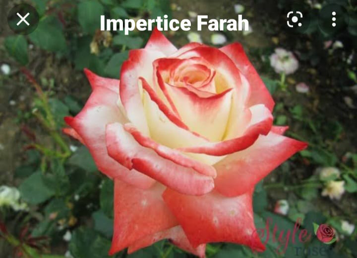 Imperitice Farah