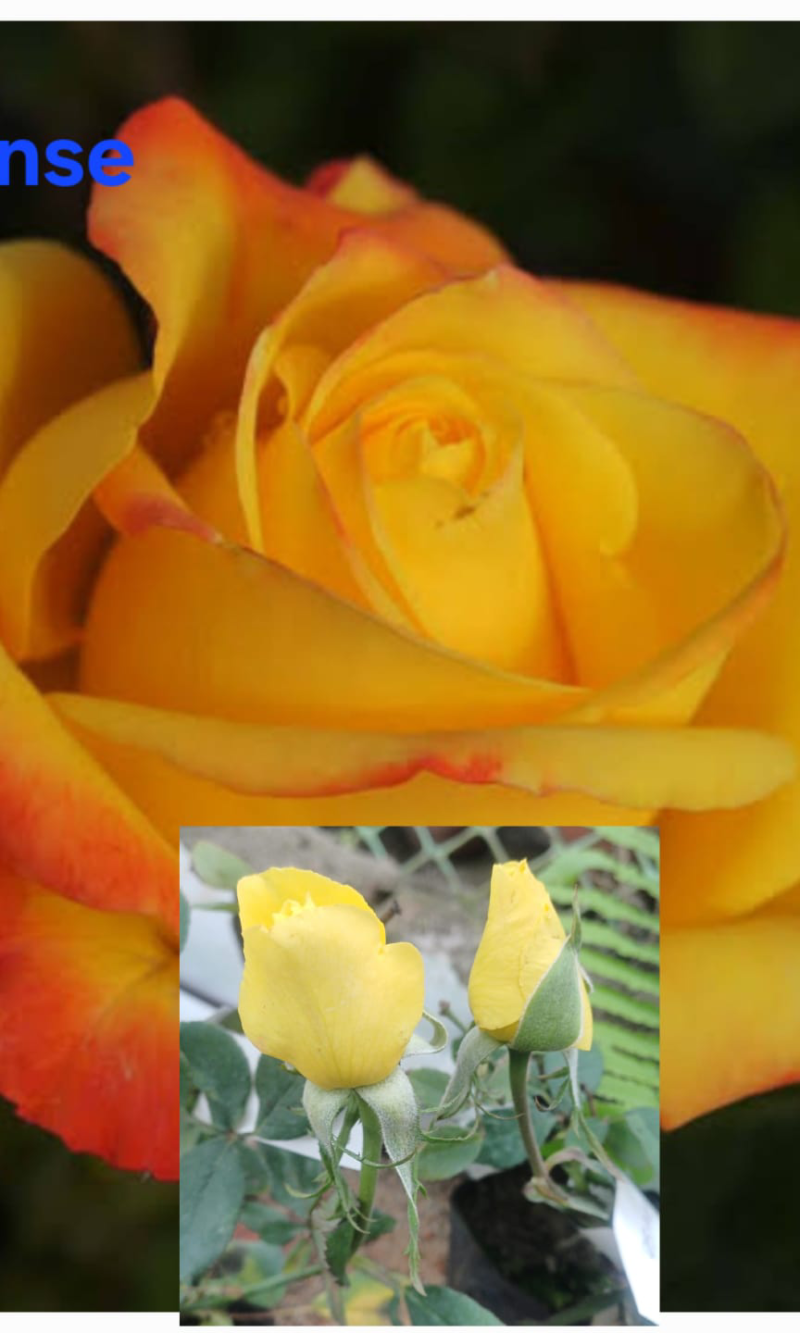 Incense Rose
