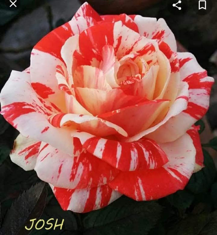 Josh Rose