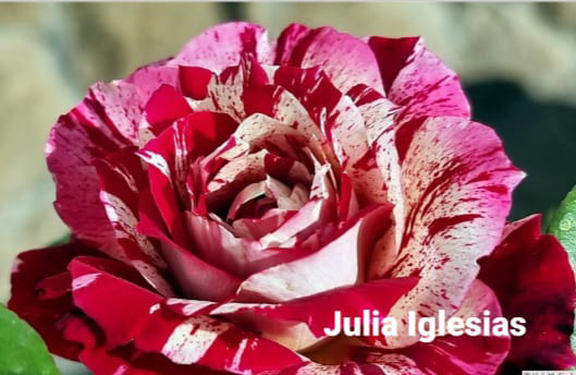 Julia leglesias