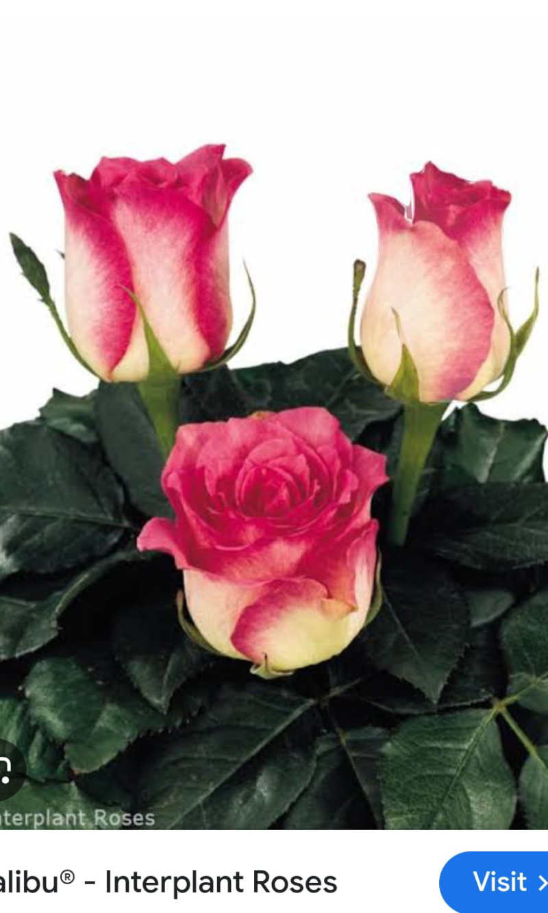 Mailbu Rose Plant
