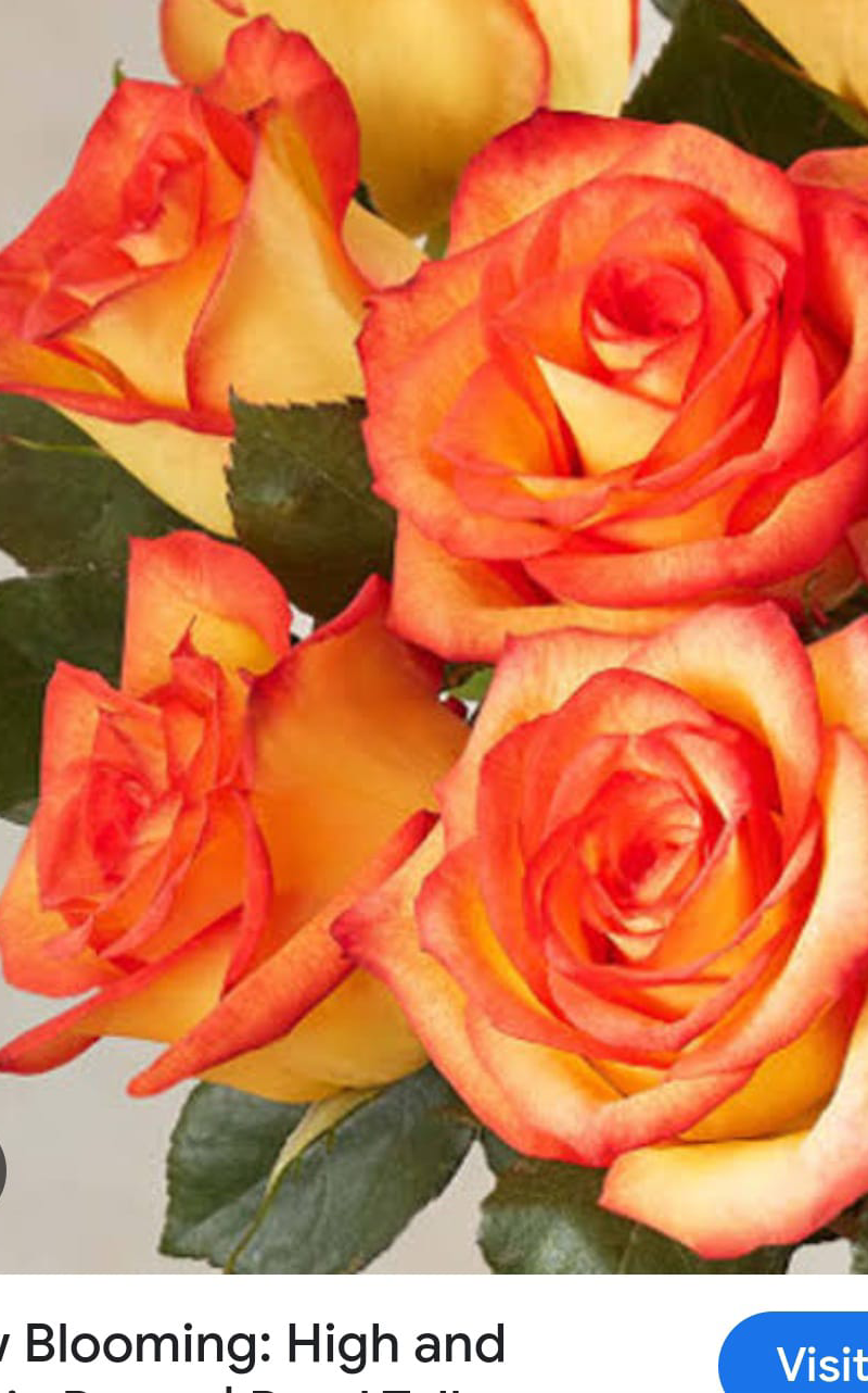 New Blooming Rose