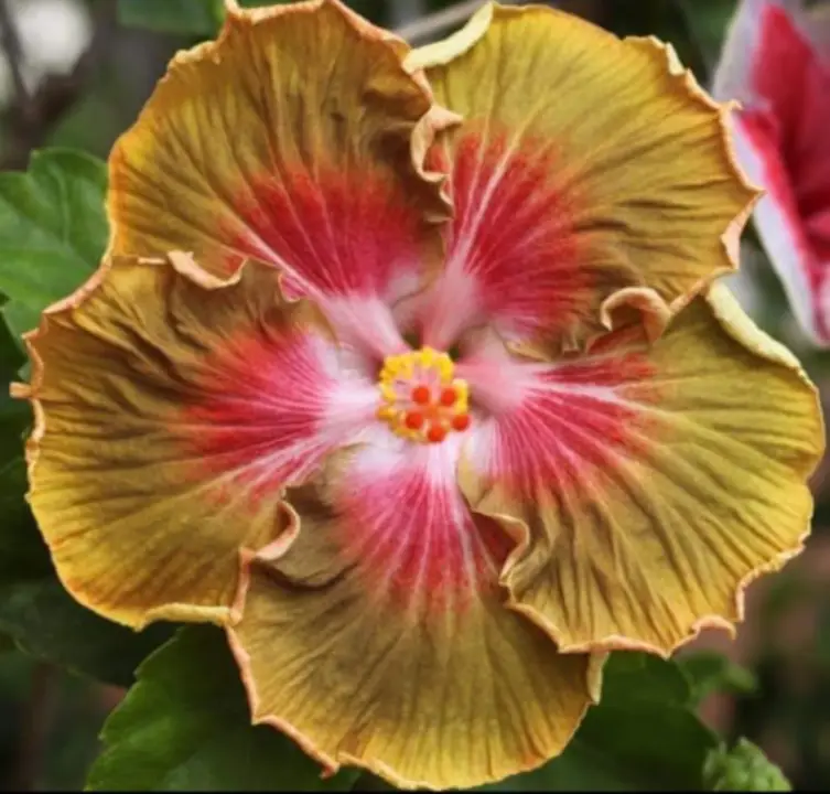 New Project (1) Bob C Seedling