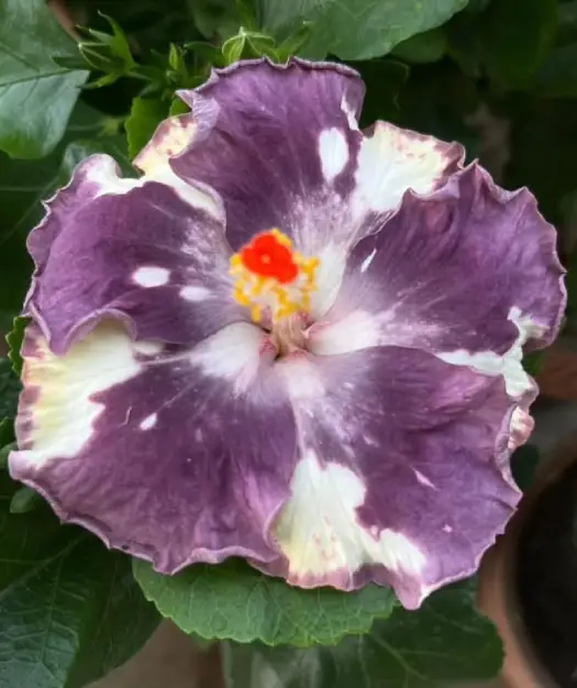 New Project (2) Formosa Spring Dwan