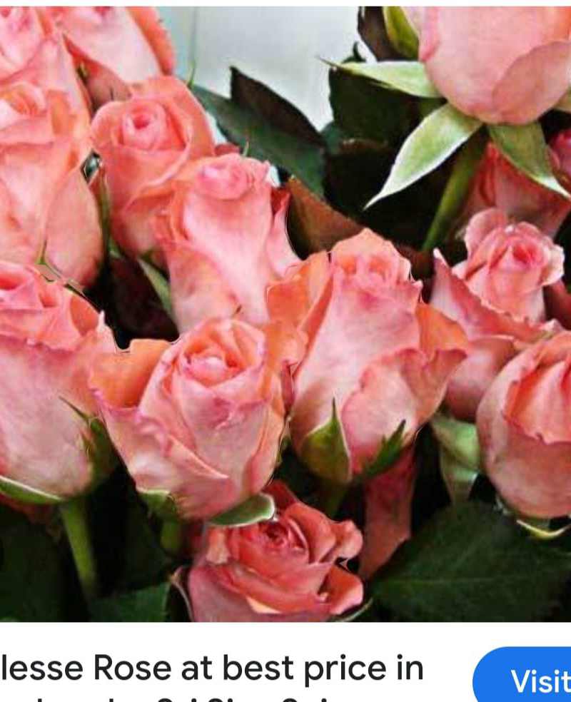Noblesses rose