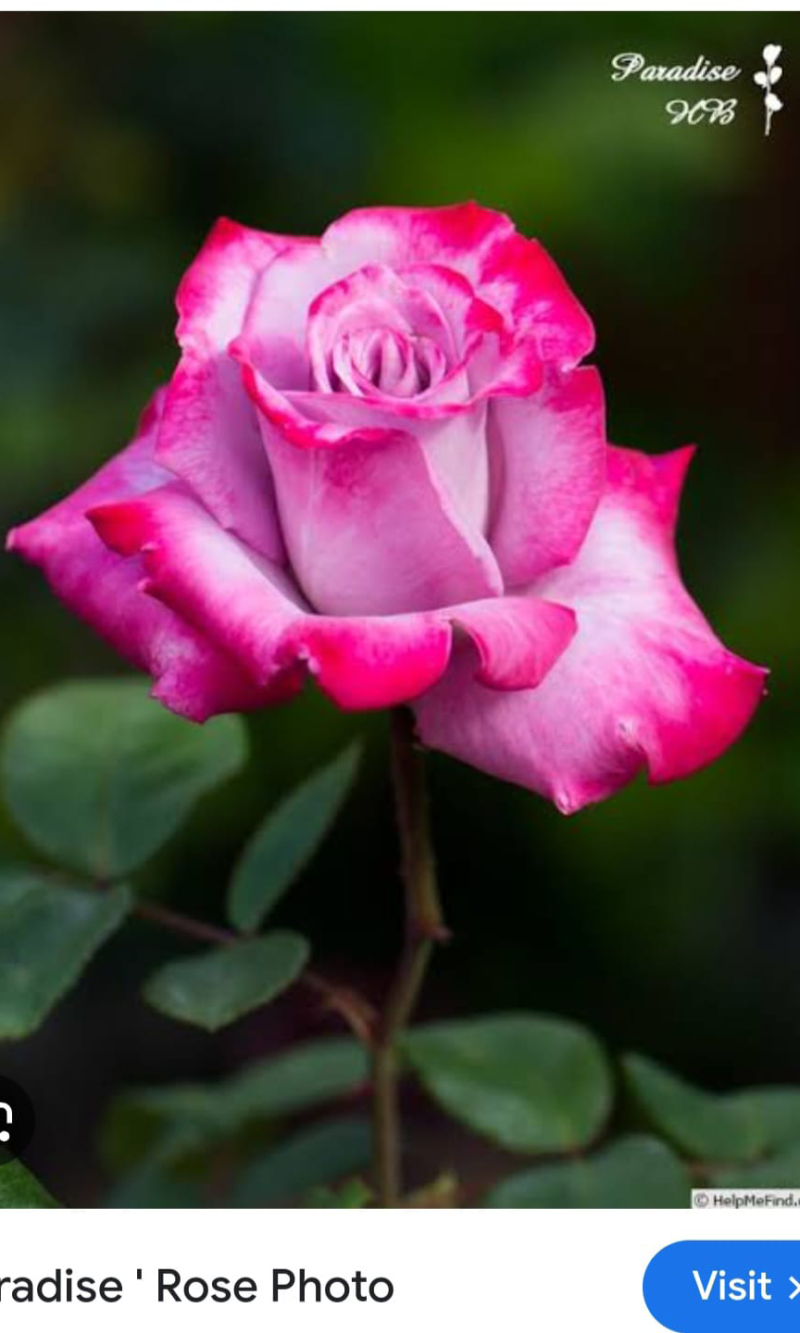 Paradise Rose Plant