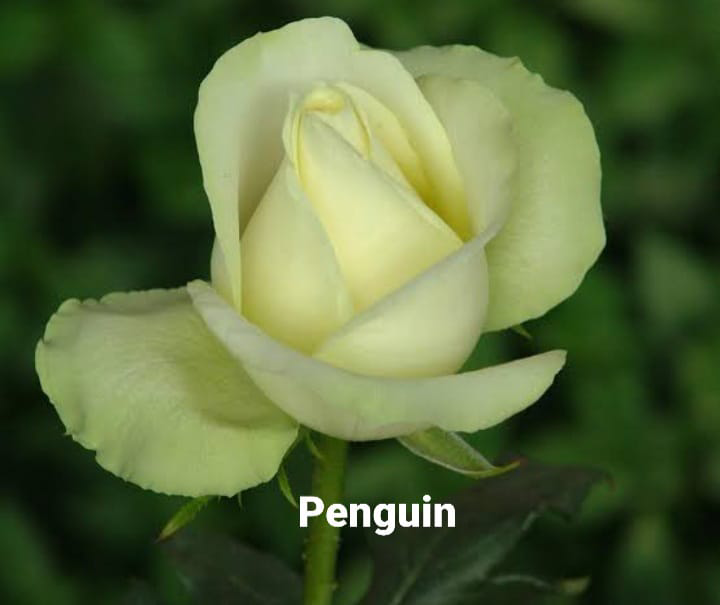 Penguin