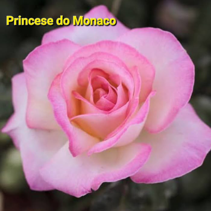 Princess do Monaco
