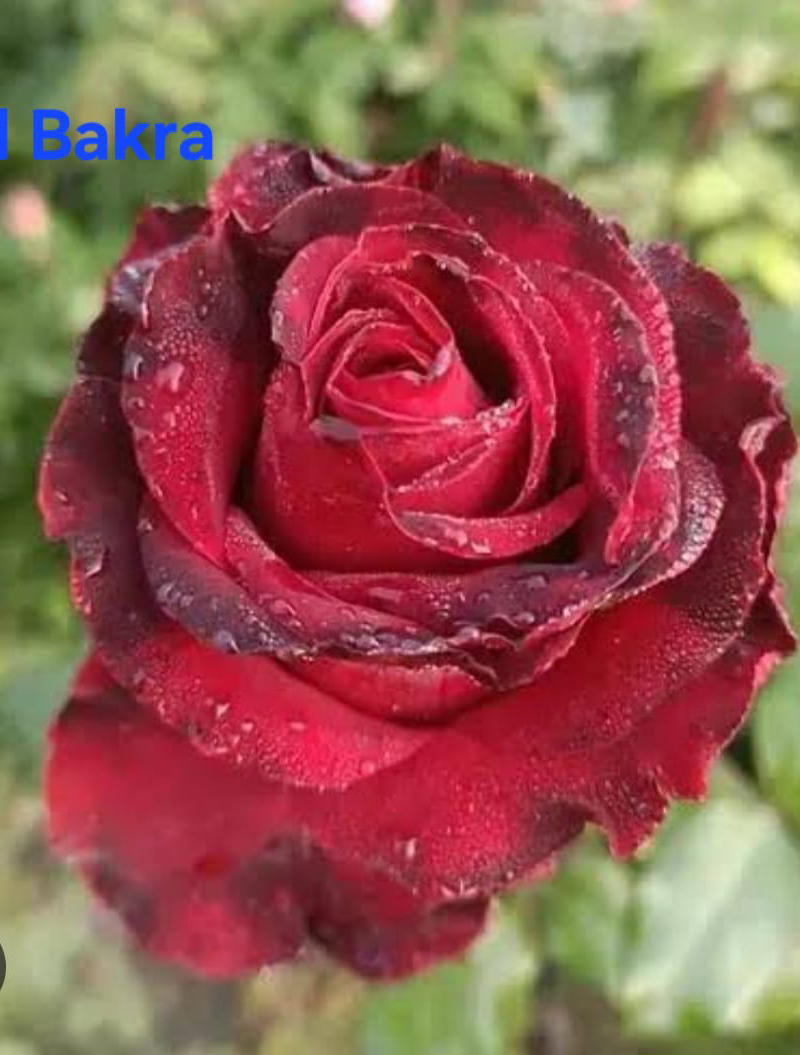 Red Bakra