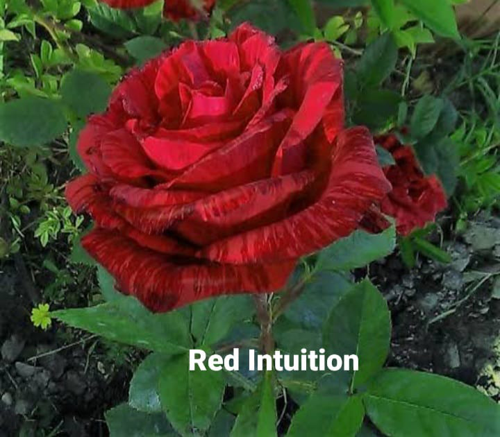 Red Intuition