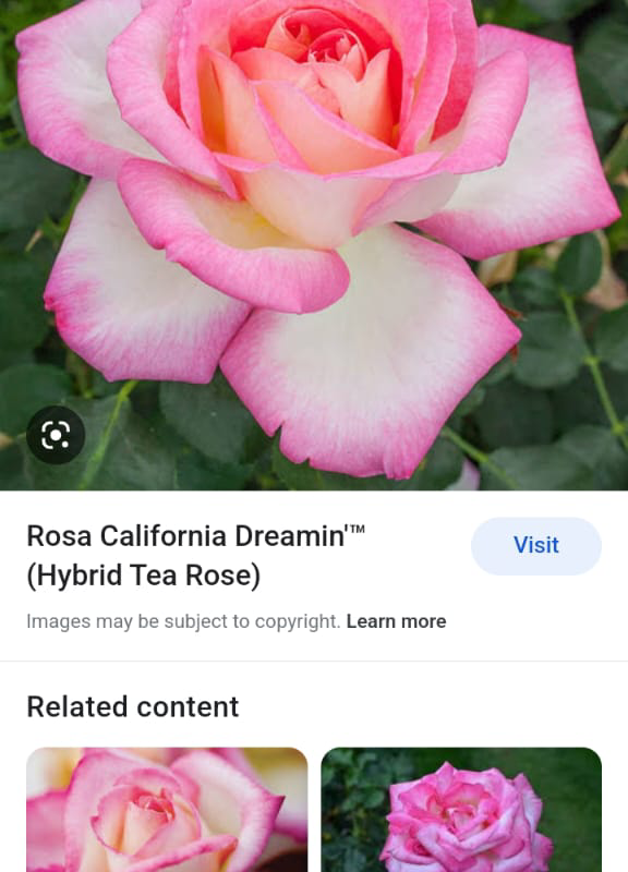 Rosa California Dreamin