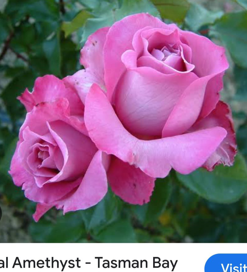Royal Amethyest