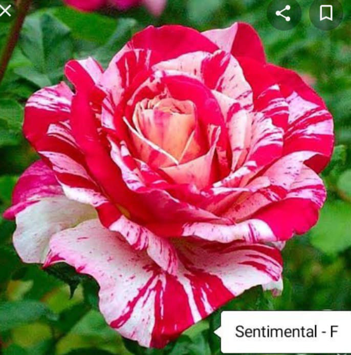 Sentimental-f