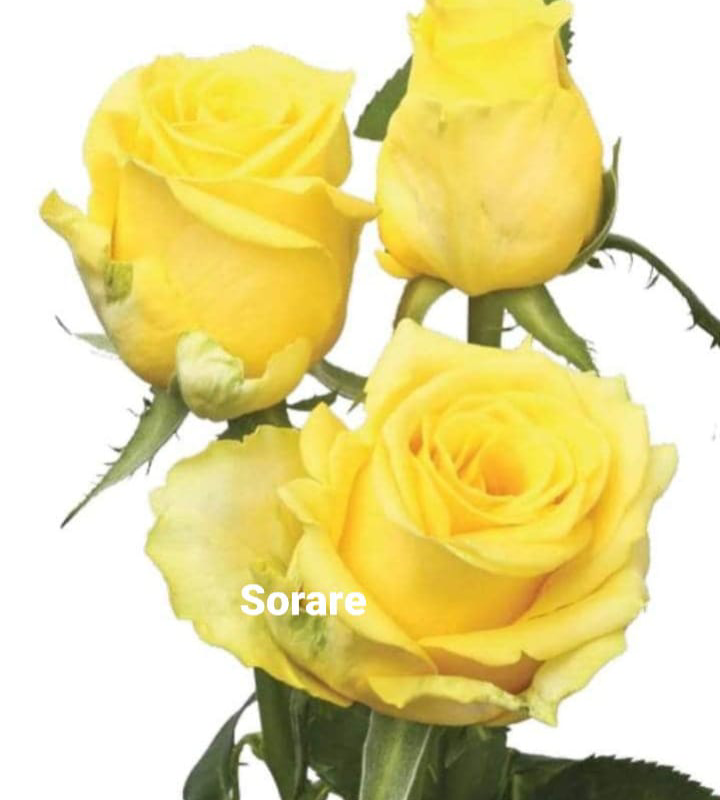 Sorare Rose Plants