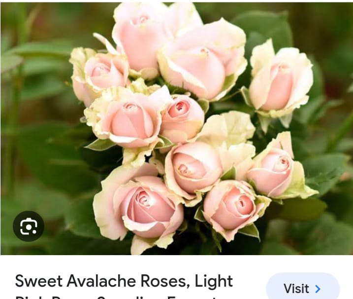 Sweet Avalache Rose