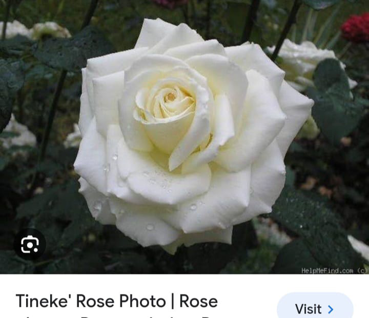 Tineke Rose