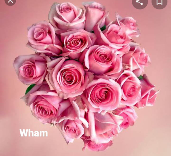 Wham Rose