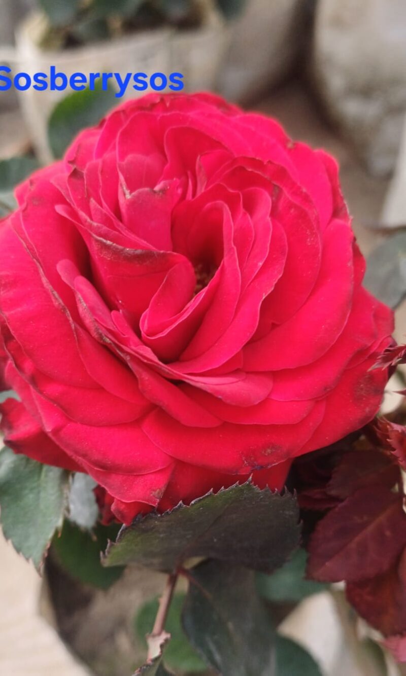 Roseberry Rose