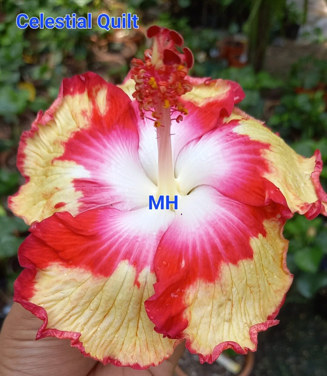 WhatsApp Image 2025-02-28 at 18.27.32_873c2ef9 Celestial Quilt