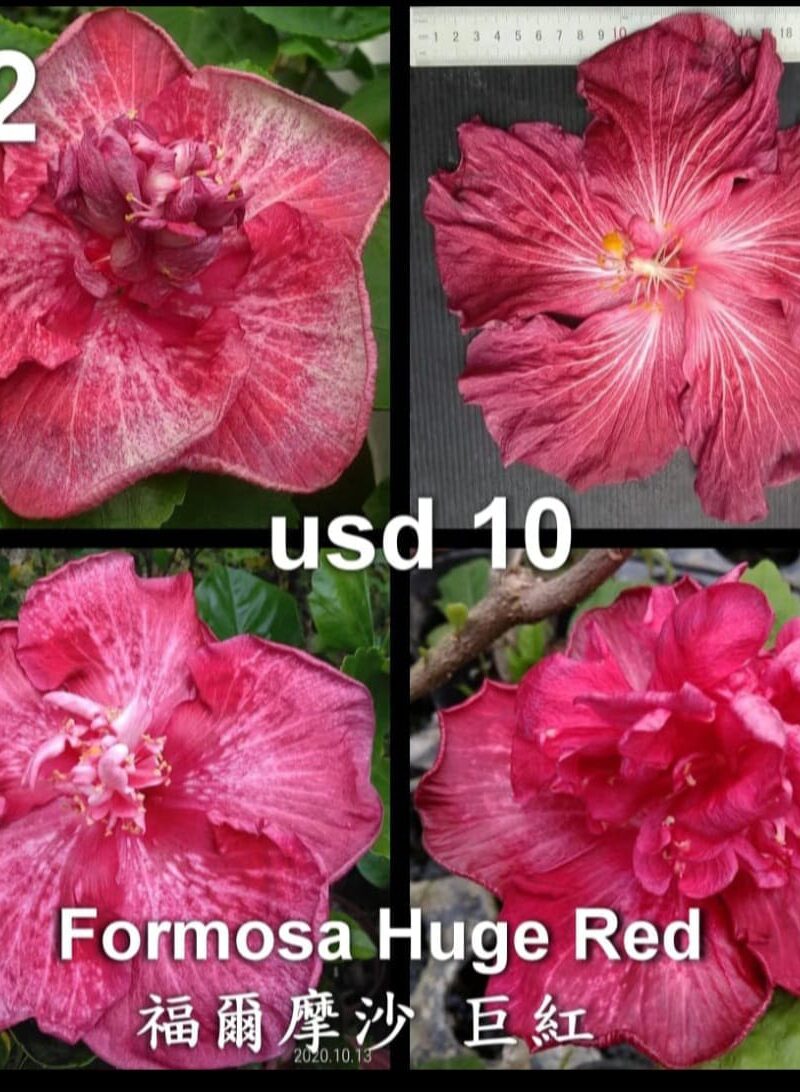 Formosa Huge Red
