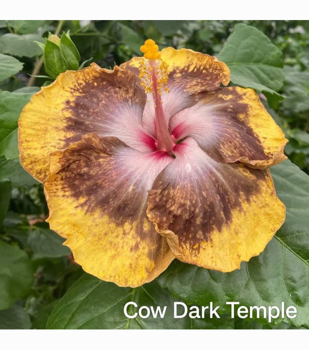 WhatsApp Image 2025-02-28 at 19.41.48_0ef33be4 Cow Dark Temple