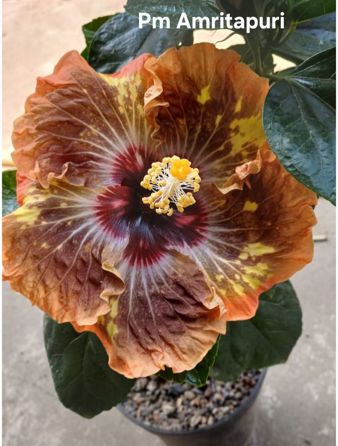 WhatsApp Image 2025-02-28 at 19.43.42_1b622258 Pm Amritapuri