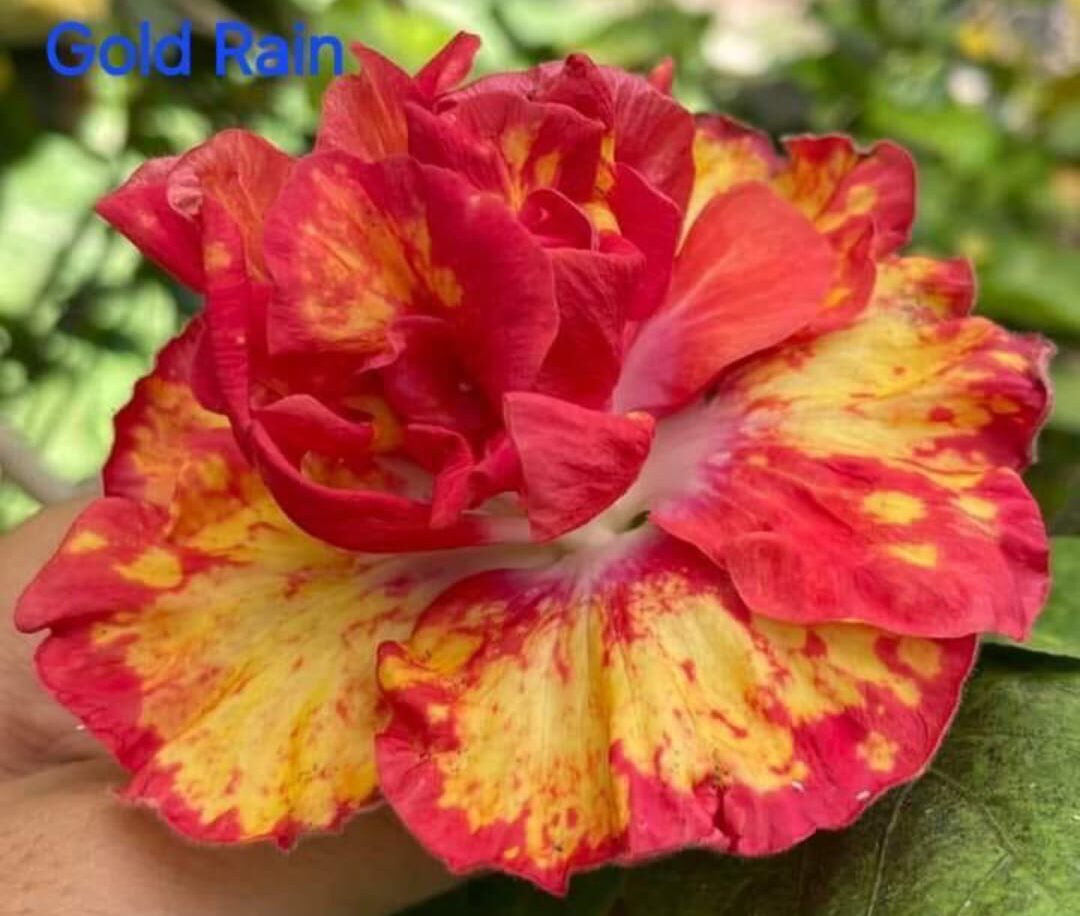 WhatsApp Image 2025-02-28 at 19.53.48_984e26af Gold Rain