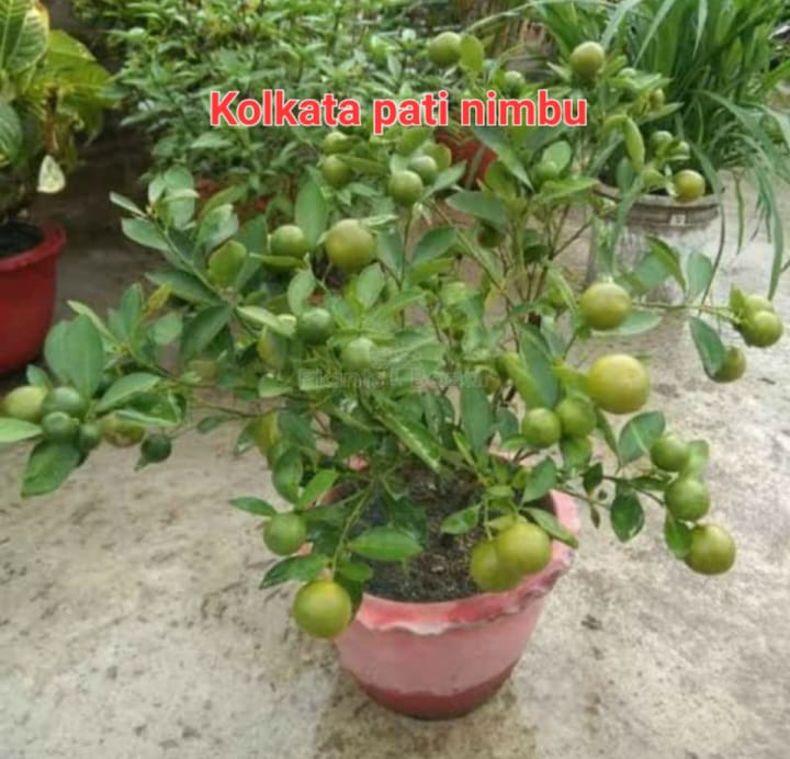 Kolkata Pati Nimbu(18-24 Single branch)