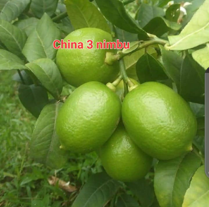 China Nimbu