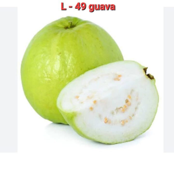 L49 Guava