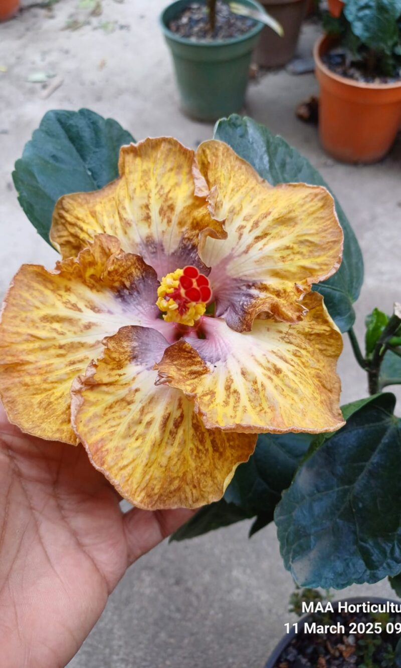 WhatsApp Image 2025-03-16 at 08.17.55_867292bb Bo Den leopard