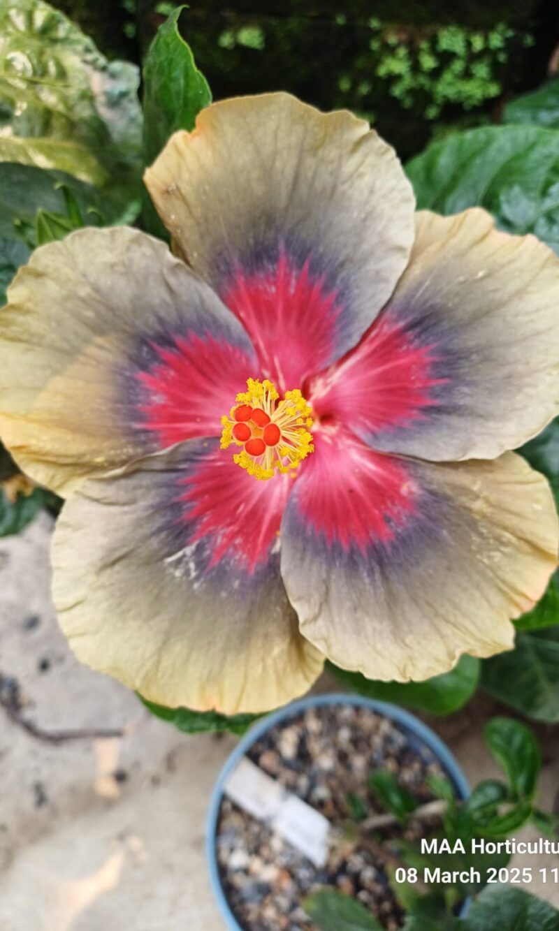 WhatsApp Image 2025-03-16 at 08.19.21_bdb00ad5 Wind Rose Mountain Sea