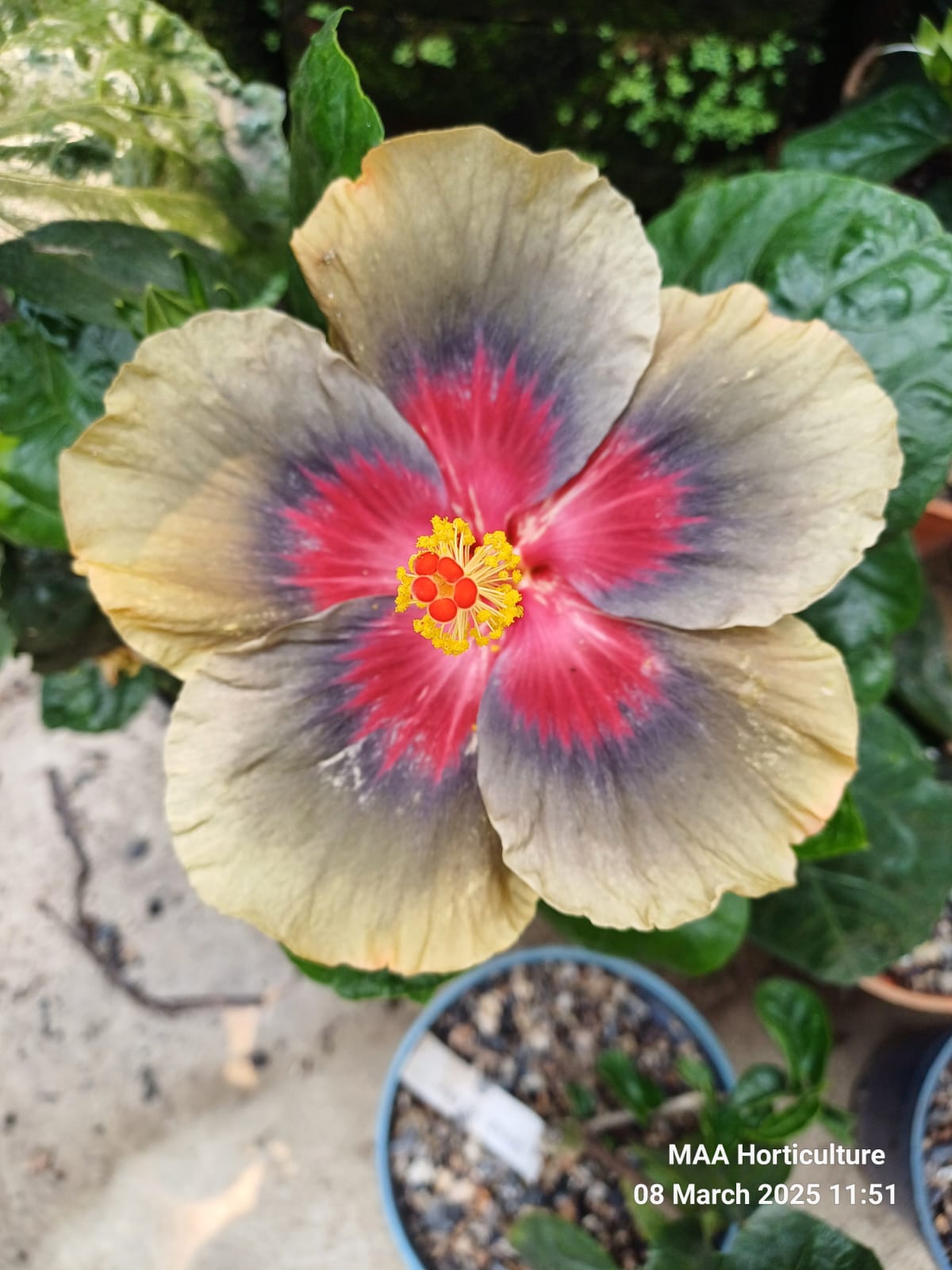 WhatsApp Image 2025-03-16 at 08.19.21_bdb00ad5 Wind Rose Mountain Sea