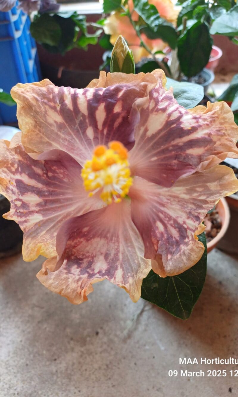 WhatsApp Image 2025-03-16 at 08.23.30_462b365d Boden Aurora Blade