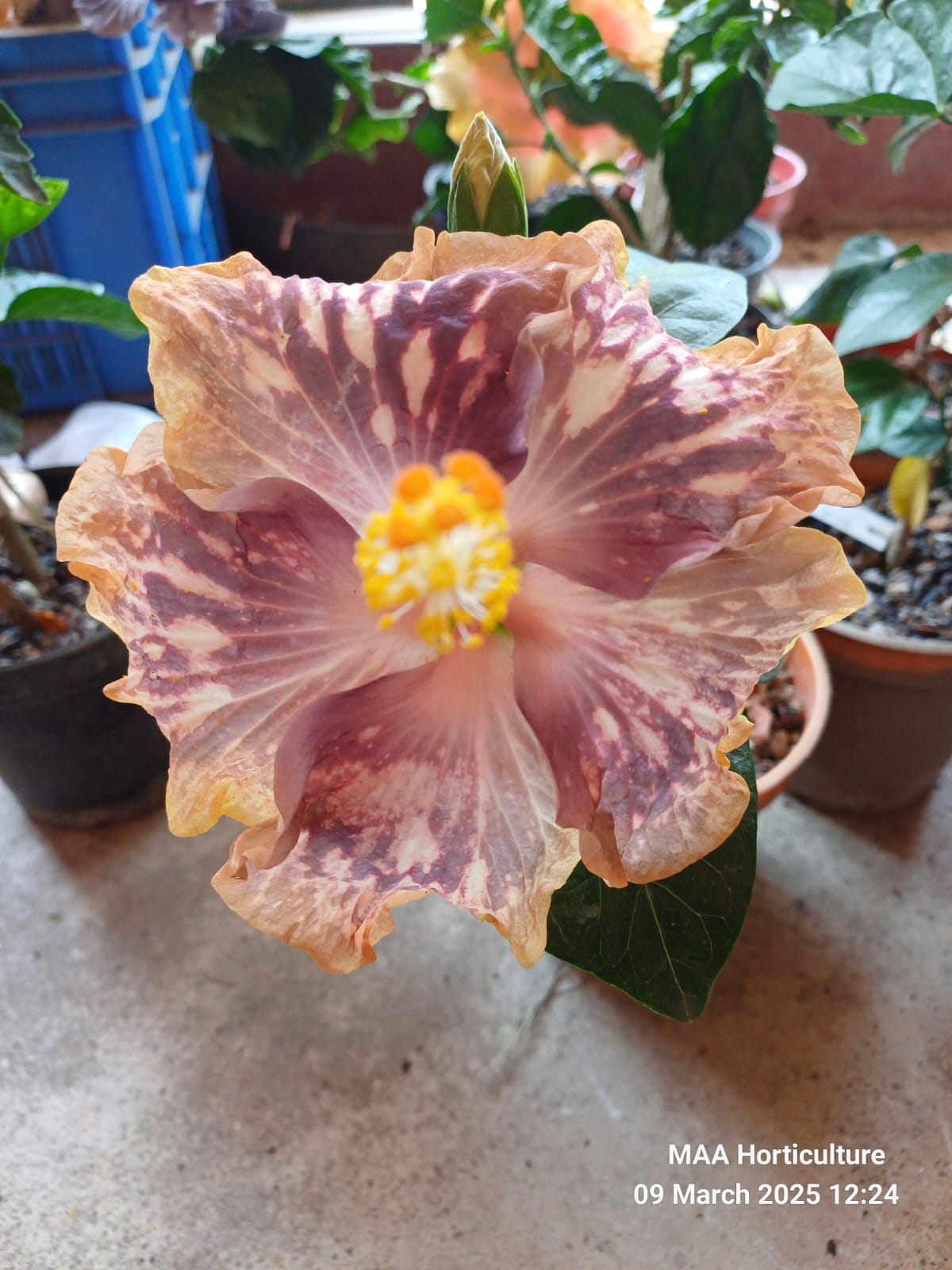 WhatsApp Image 2025-03-16 at 08.23.30_462b365d Boden Aurora Blade