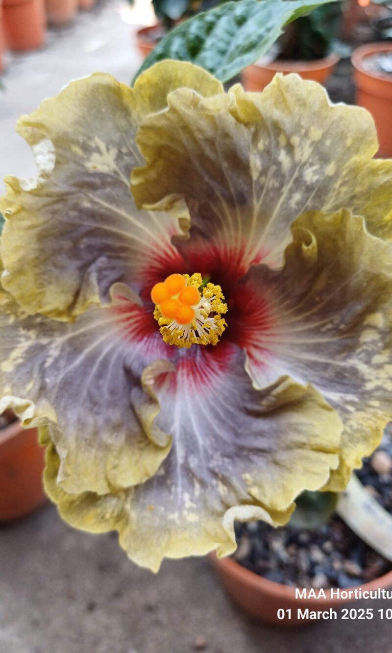 WhatsApp Image 2025-03-16 at 08.29.37_440ac285 Boden Venus