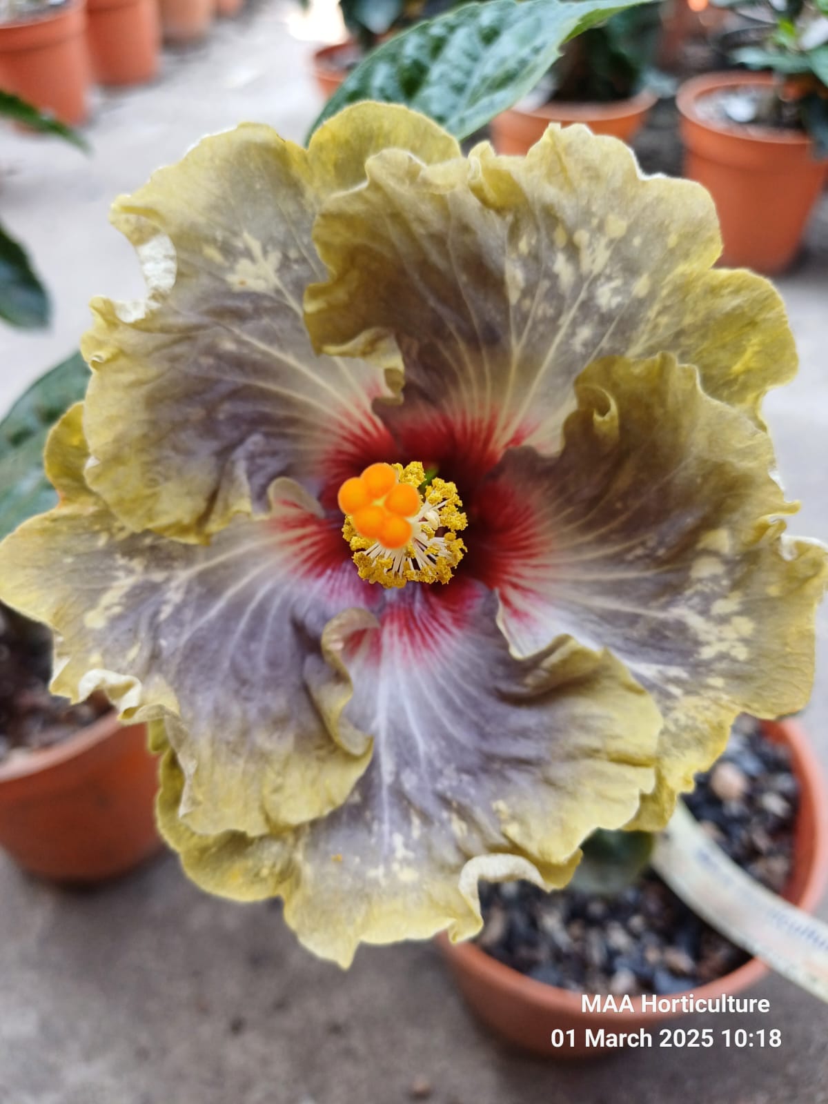 WhatsApp Image 2025-03-16 at 08.29.37_440ac285 Boden Venus