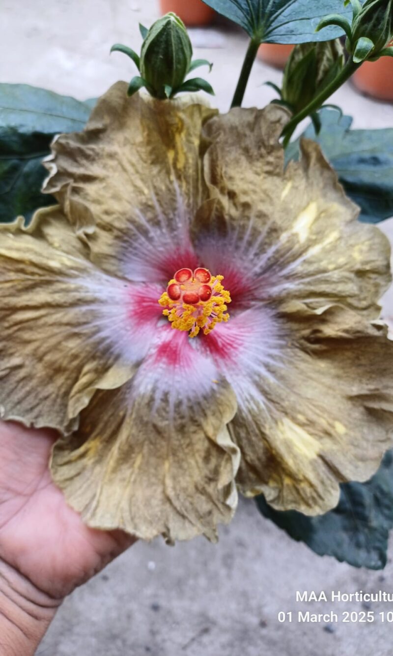 WhatsApp Image 2025-03-16 at 08.30.20_3e40d2de Madame Curie