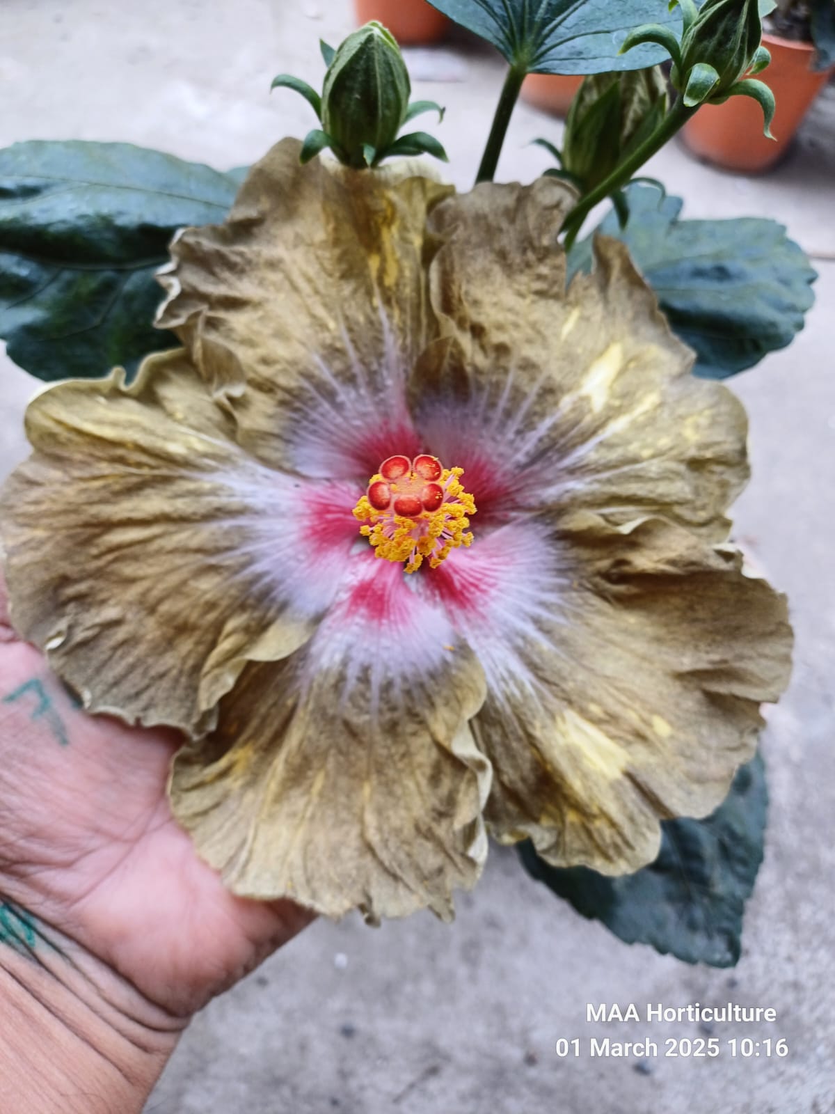 WhatsApp Image 2025-03-16 at 08.30.20_3e40d2de Madame Curie