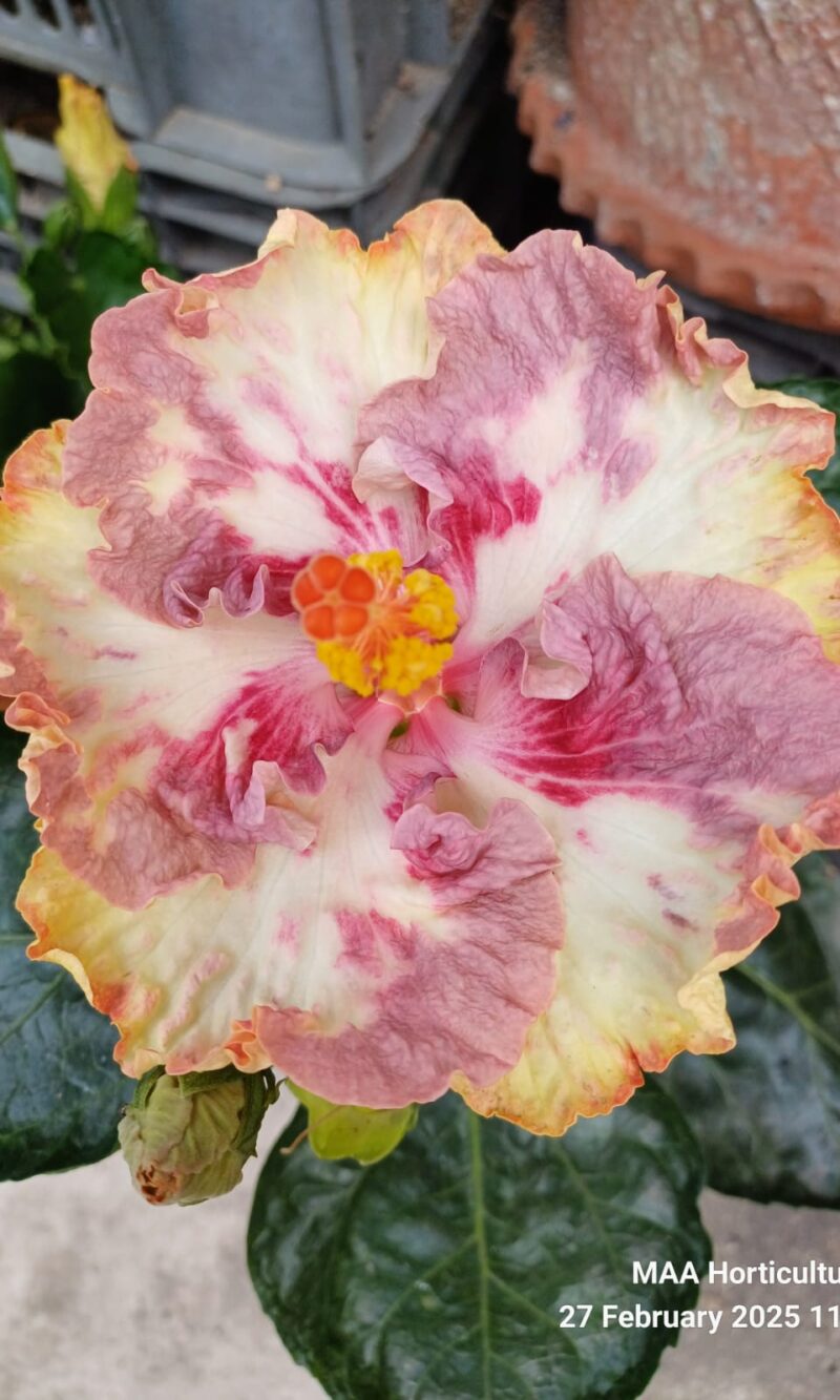 WhatsApp Image 2025-03-16 at 08.31.06_67666fc3 Asia Rosette Nebula