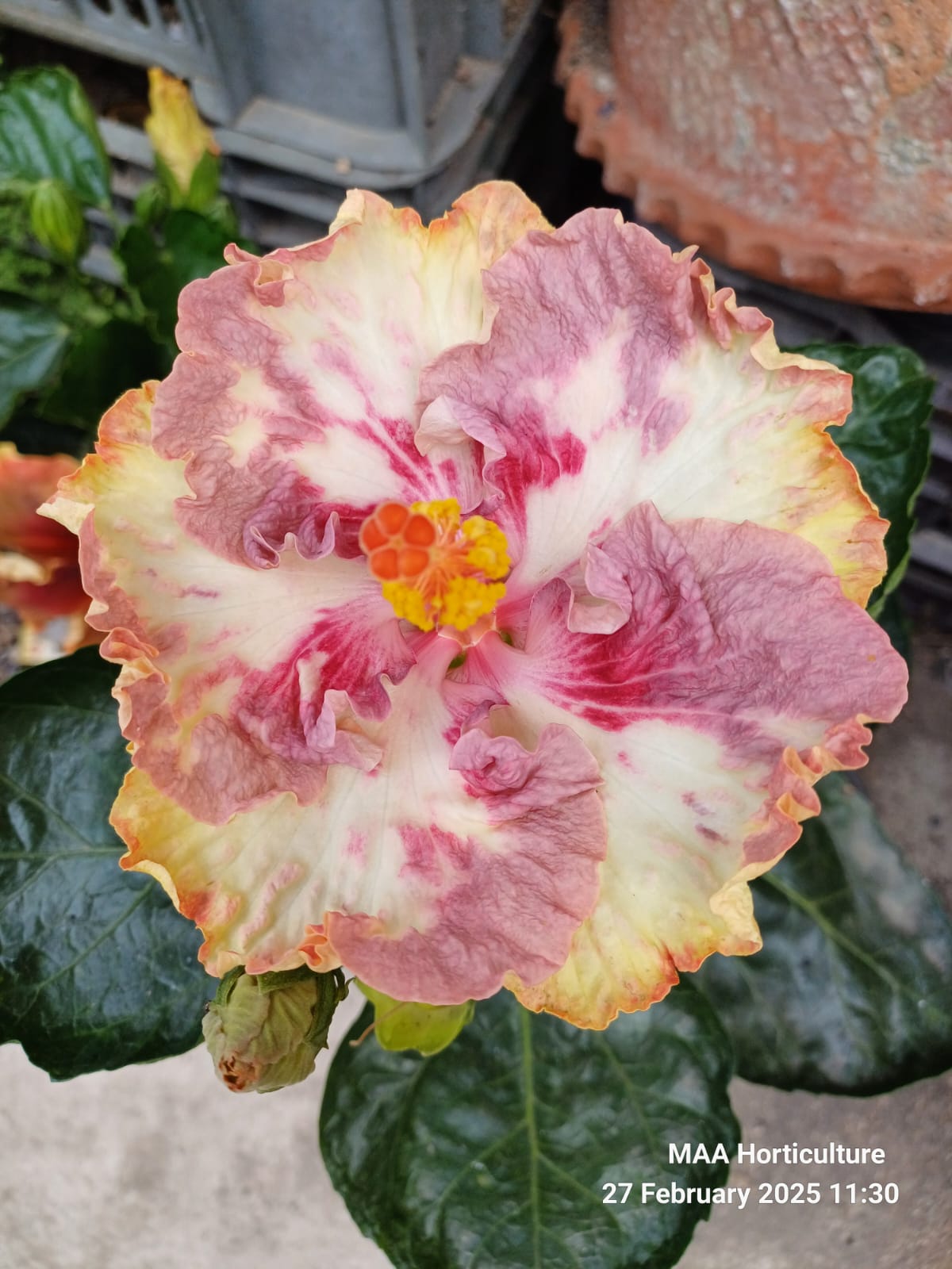 WhatsApp Image 2025-03-16 at 08.31.06_67666fc3 Asia Rosette Nebula