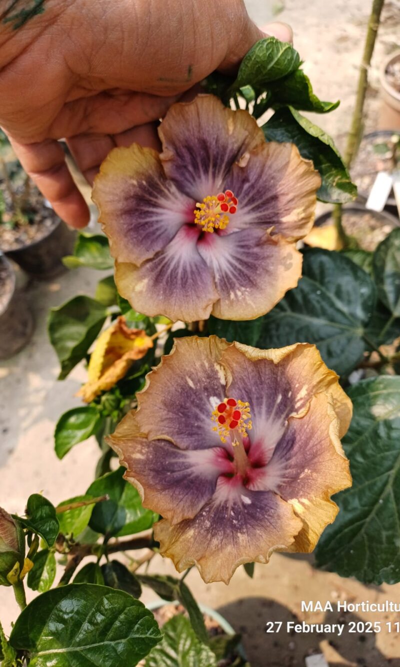 WhatsApp Image 2025-03-16 at 08.32.00_5691bf35 Bo De the lake of Baikal