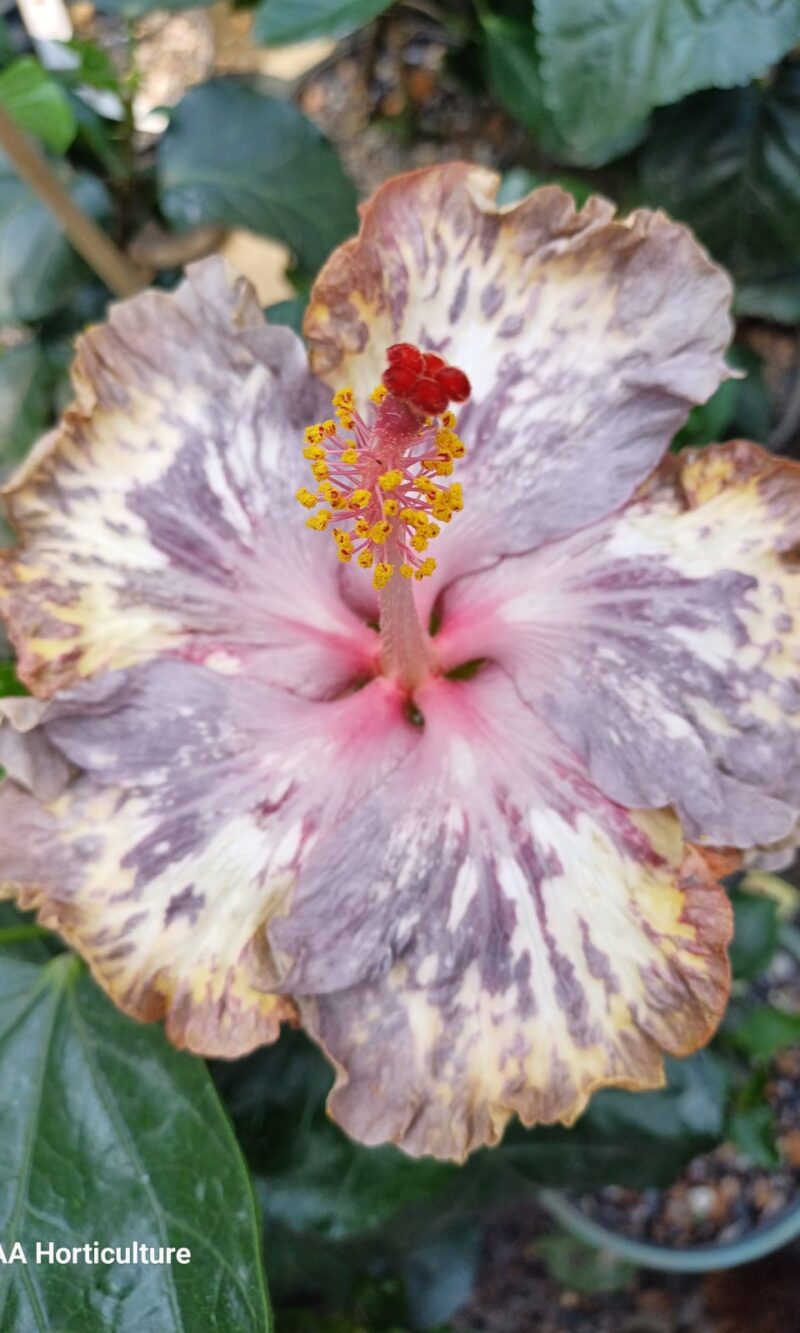 WhatsApp Image 2025-03-16 at 08.33.49_aeb03b55 Formosa Purple Jaguar