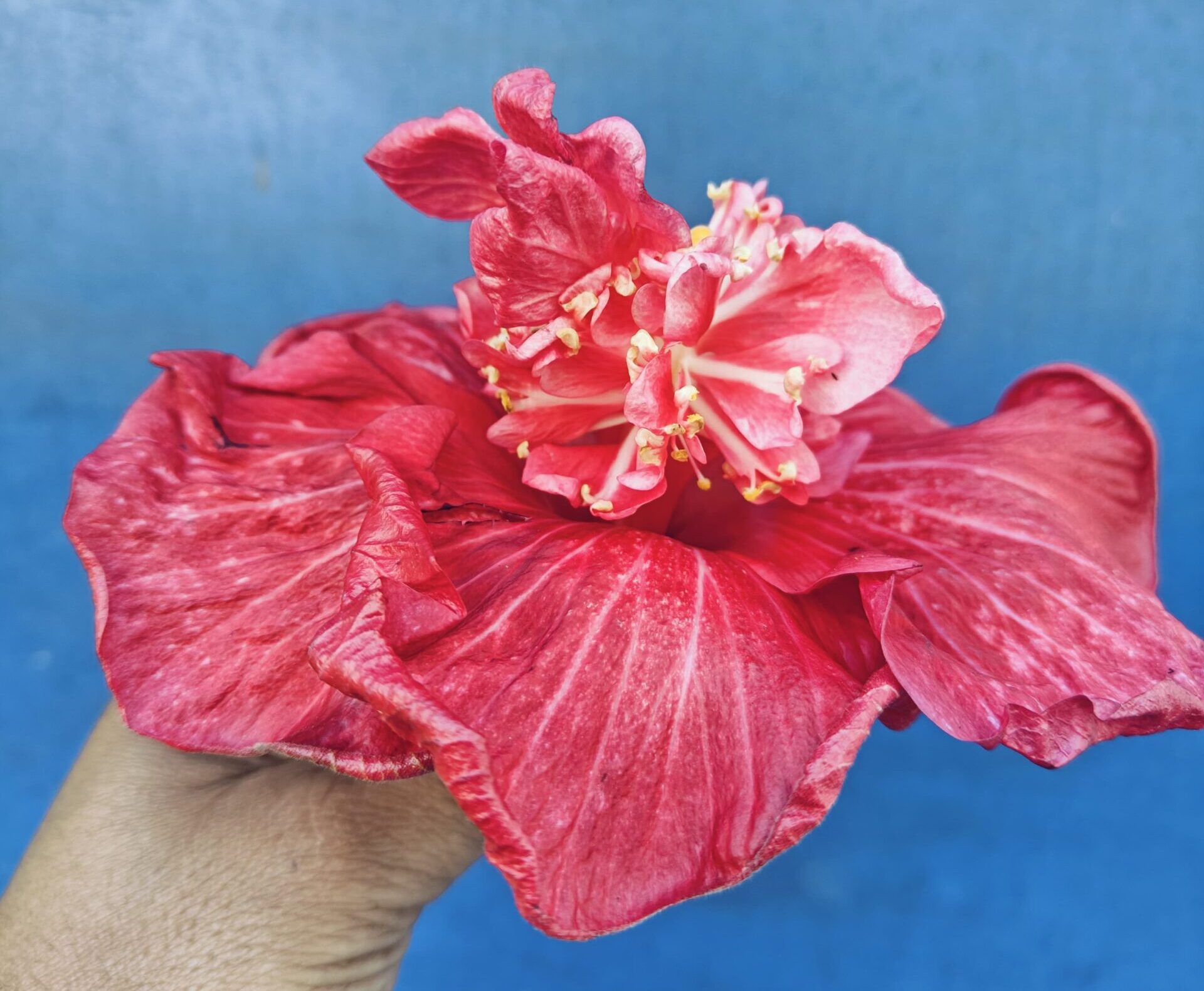 WhatsApp Image 2025-03-19 at 08.17.40_bf4abc68 Formosa Huge Red