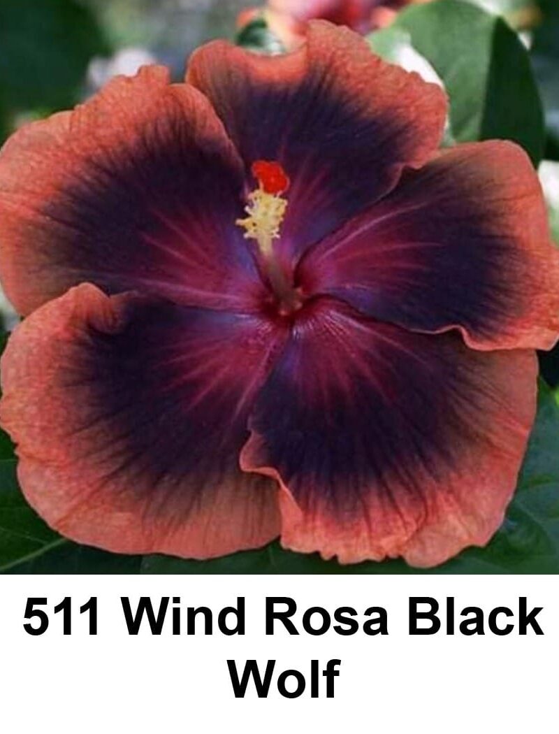 Wind Rosa Black Wolf